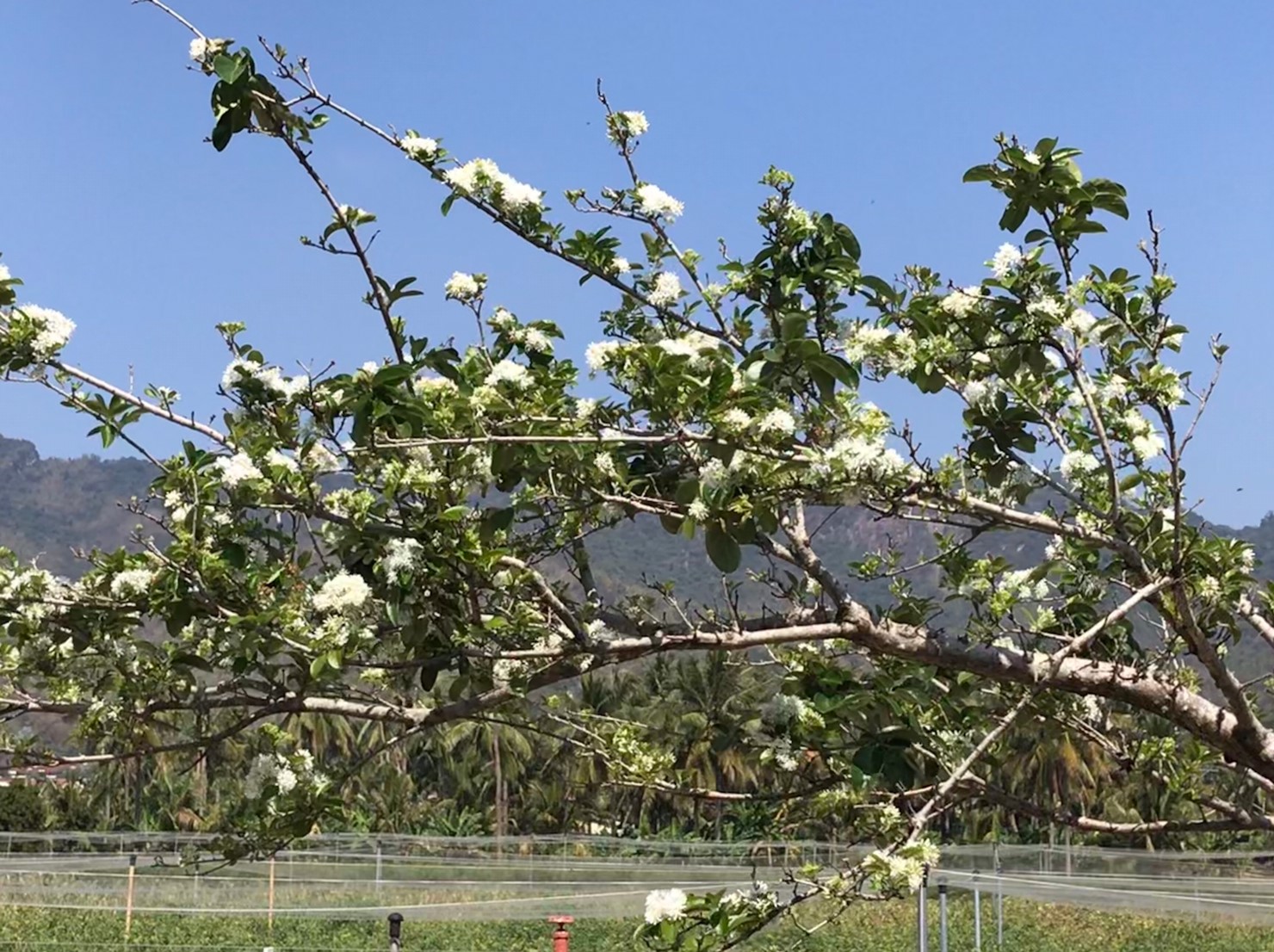美濃田中央旅宿景色