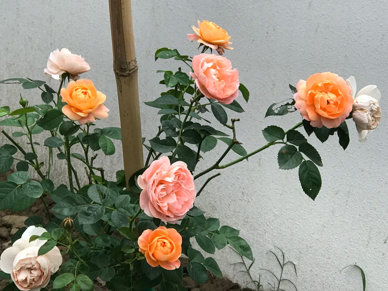 美濃田中央旅宿景色