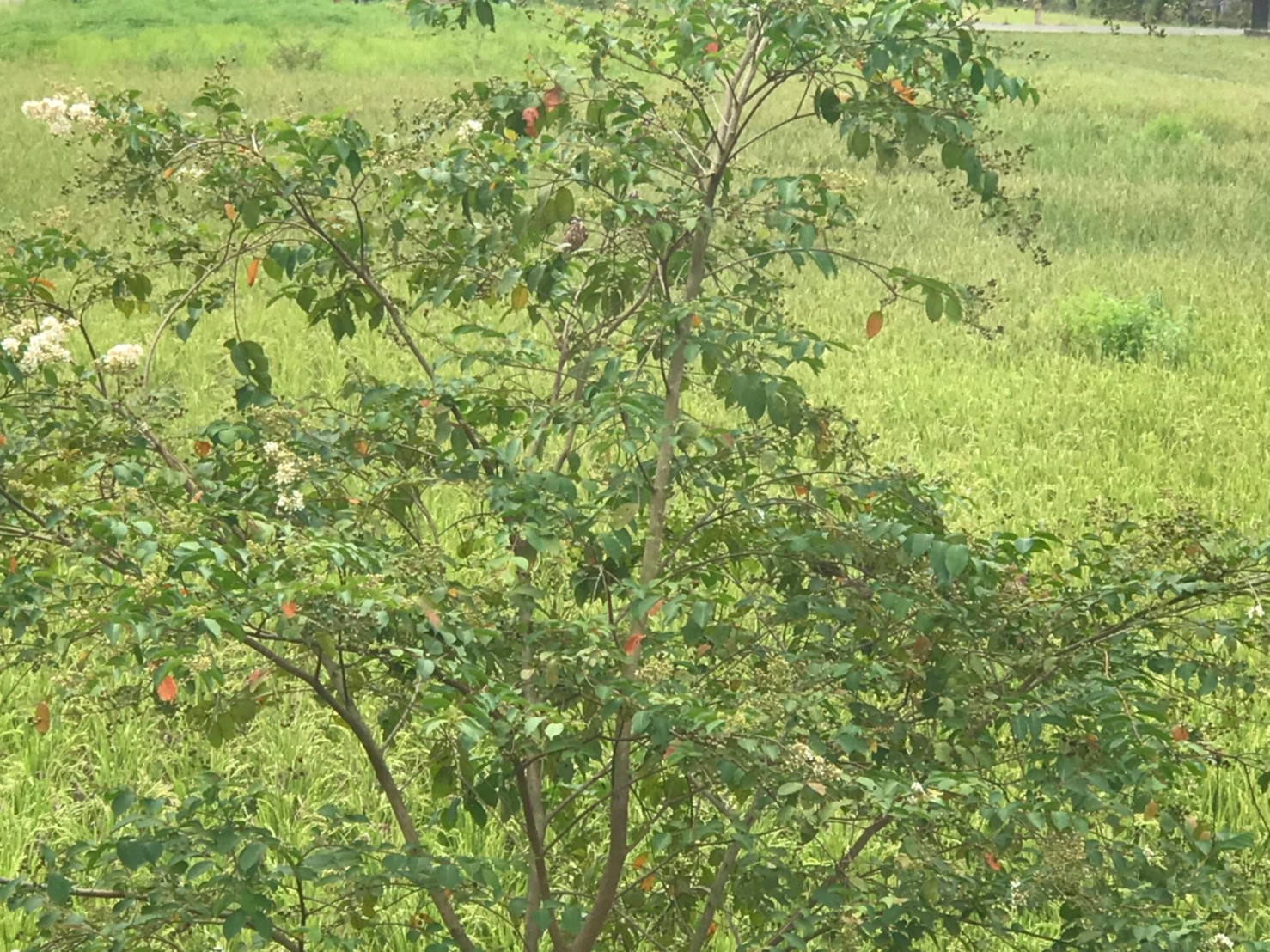 美濃田中央旅宿景色